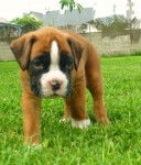 epice - Boxer (4 mois)