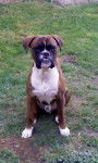 Fornox - Boxer M&acirc;le (3 ans)