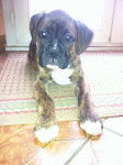 Havane - Boxer (2 mois)
