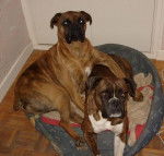 Vangkok et Agliane - Boxer