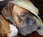 Paddy - Boxer Mâle (3 ans)