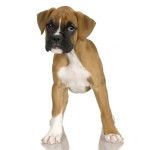 Prune - Boxer (8 mois)