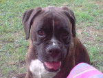 Ulie - Boxer (8 ans)
