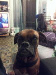 cannelle - Boxer (6 ans)