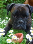 TESS - Boxer (6 ans)