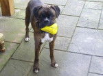 Bravo - Boxer Mâle (8 ans)