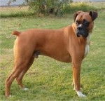 Brutus - Boxer Mâle (6 ans)