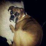 Tyson (Pic 2) - Boxer Mâle (6 ans)