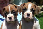 Prince & Great - Boxer Mâle (5 mois)