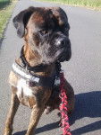 Tayfun - Boxer M&acirc;le (3 ans)