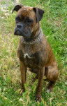foxy - Boxer (2 ans)