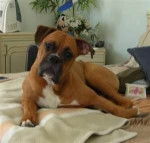 Chance - Boxer Mâle (2 ans)