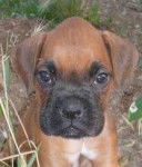 peque Bóxer - Boxer Mâle (7 ans)