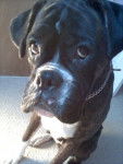 Susie - Boxer (7 ans)