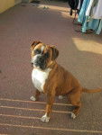fleuber - Boxer Mâle (2 ans)