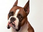 bloom - Boxer (3 ans)