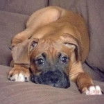 Brutus - Boxer Mâle (3 mois)