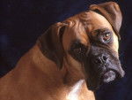 bloom - Boxer (3 mois)
