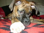 herculeees - Boxer Mâle (5 ans)