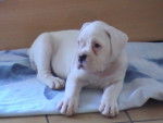 eska - Boxer (5 mois)