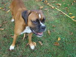 Lola - Boxer (5 mois)