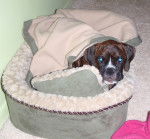 Rocky - Boxer Mâle (11 mois)