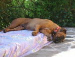 sixtine grosse fatigue - Boxer (3 mois)
