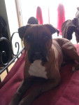 tex - Boxer M&acirc;le (8 ans)
