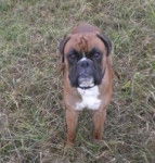 Bonhomme - Boxer Mâle (5 ans)
