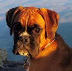 simbaa - Boxer Mâle (2 ans)