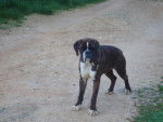 douchka - Boxer (1 mois)