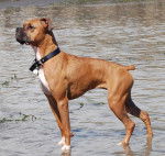 Closer - Boxer (3 ans)
