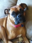 Roxy - Boxer (6 ans)