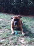 Rocky ~R.I.P~ - Boxer Mâle (13 ans)