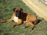 gessie - Boxer (6 mois)