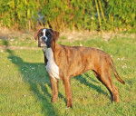 Zara - Boxer (9 mois)
