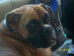 Maxxy - Boxer Mâle (6 ans)