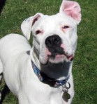 Princess Delilah - Boxer (1 an)