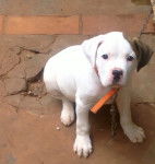 Sansón - Boxer Mâle (2 mois)