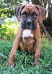 Bruno - Boxer M&acirc;le (3 mois)