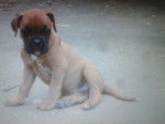Idylle - Boxer (9 mois)