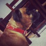 él? lo mejor de mi vida - Boxer Mâle (9 ans)