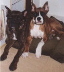 mes boxers chéris.bmp - Boxer