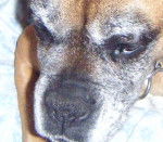Rita - Boxer (9 ans)
