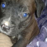 Bandit - Boxer Mâle (1 mois)