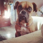 Asuna - Boxer (9 ans)