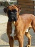 maxou - Boxer M&acirc;le (2 ans)