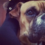 Isis SDO - Boxer (9 ans)