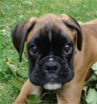 maya - Boxer (7 mois)