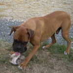 Ulysse - Boxer Mâle (6 ans)